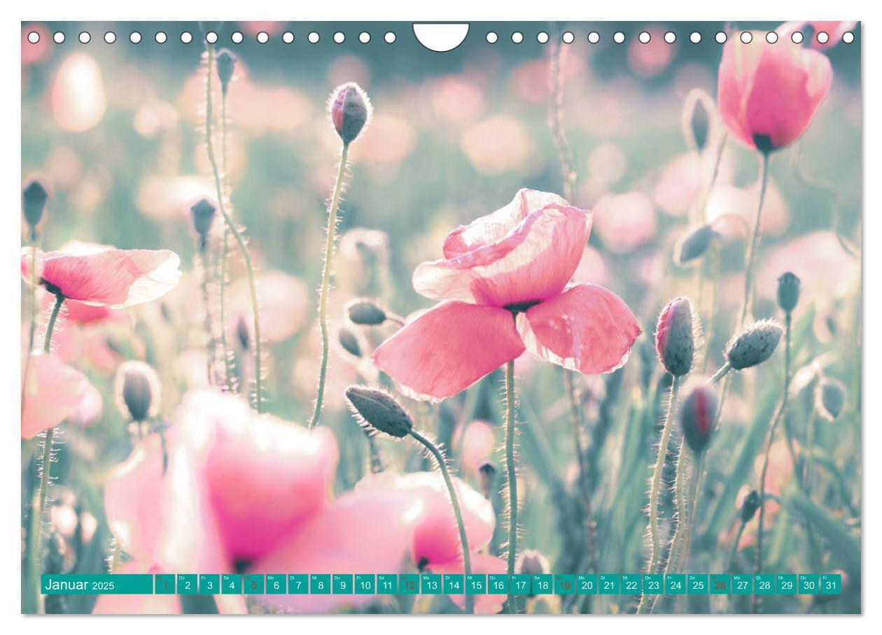 Bild: 9783435288281 | Mohnblumen - Fotografie mit Magie (Wandkalender 2025 DIN A4 quer),...