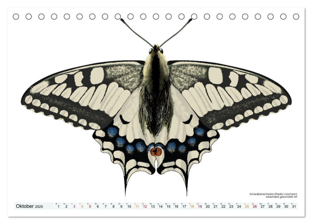 Bild: 9783383895982 | Schmetterlinge illustriert (Tischkalender 2025 DIN A5 quer),...