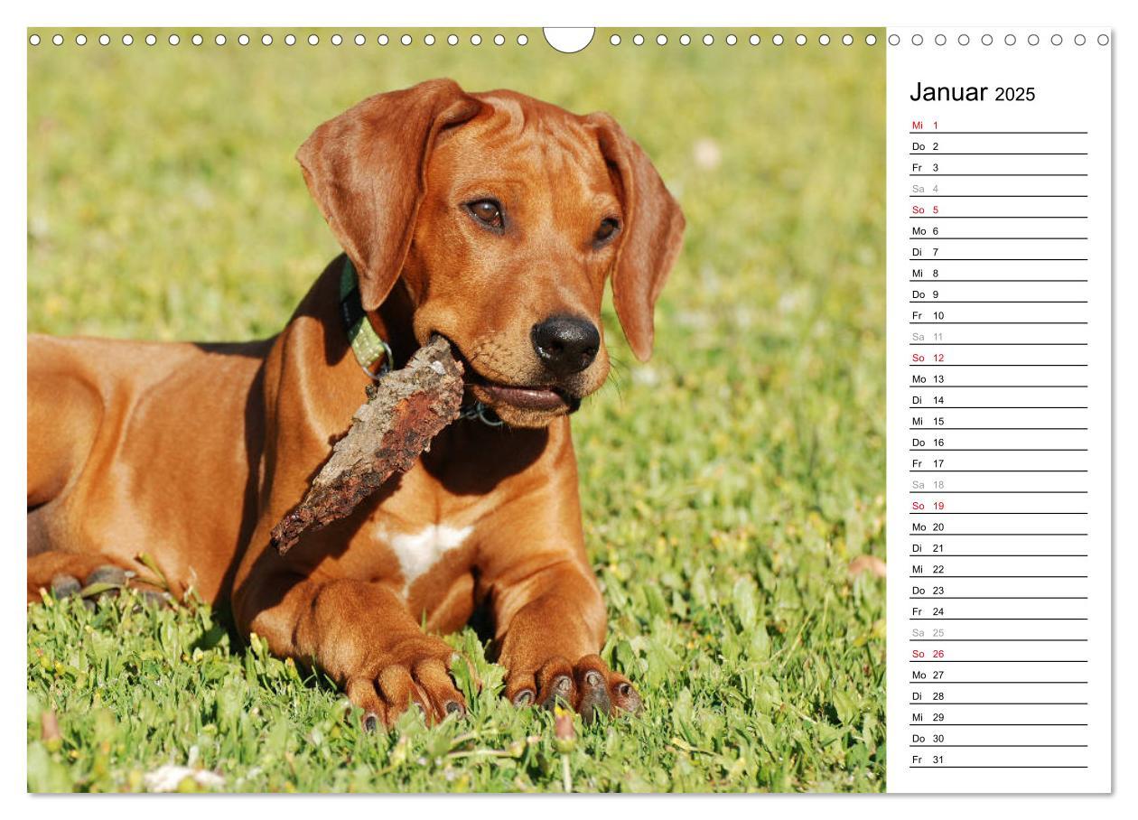 Bild: 9783435454617 | Rhodesian Ridgeback Terminkalender (Wandkalender 2025 DIN A3 quer),...