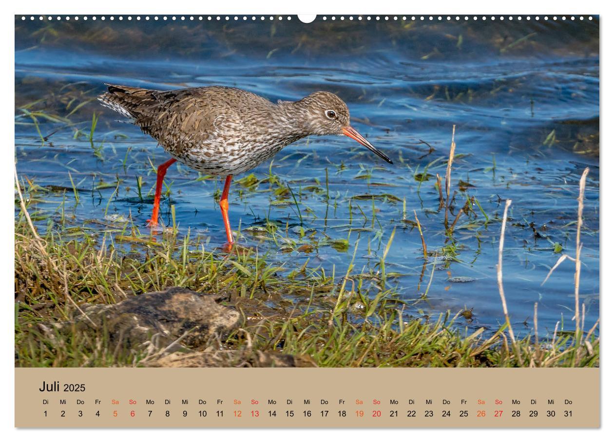 Bild: 9783435118182 | Limikolen - Watvögel am norddeutschen Wattenmeer (Wandkalender 2025...