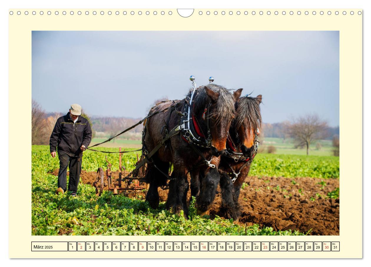 Bild: 9783435101795 | Arbeitspferde - Alltag des belgischen Kaltbluts (Wandkalender 2025...