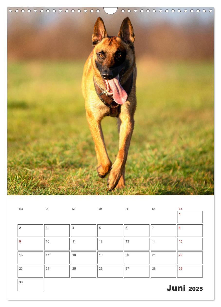 Bild: 9783435947850 | Malinois Power auf vier Pfoten (Wandkalender 2025 DIN A3 hoch),...