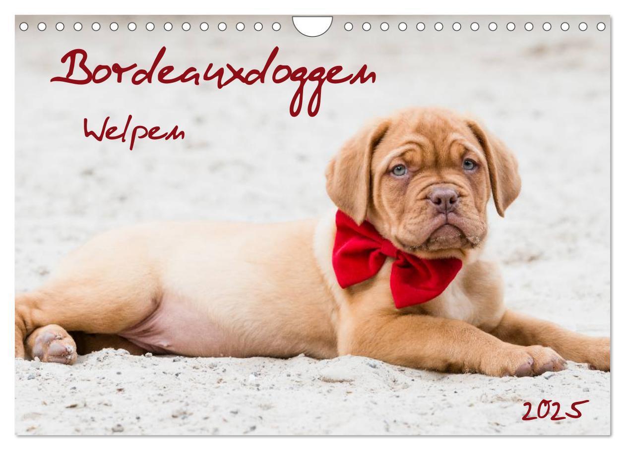 Cover: 9783435519361 | Bordeauxdoggen Welpen (Wandkalender 2025 DIN A4 quer), CALVENDO...