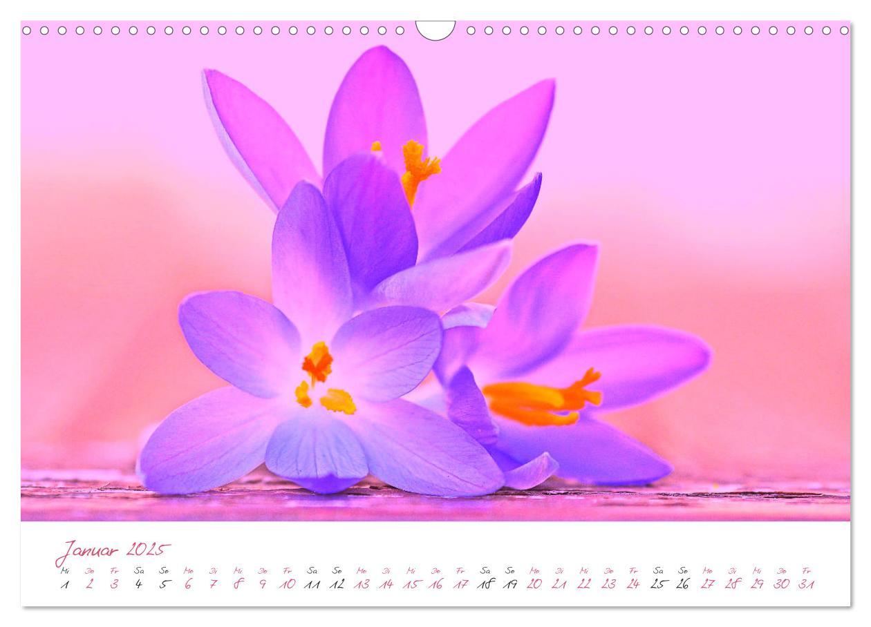 Bild: 9783435212743 | Blütenträume in violett und pink (Wandkalender 2025 DIN A3 quer),...