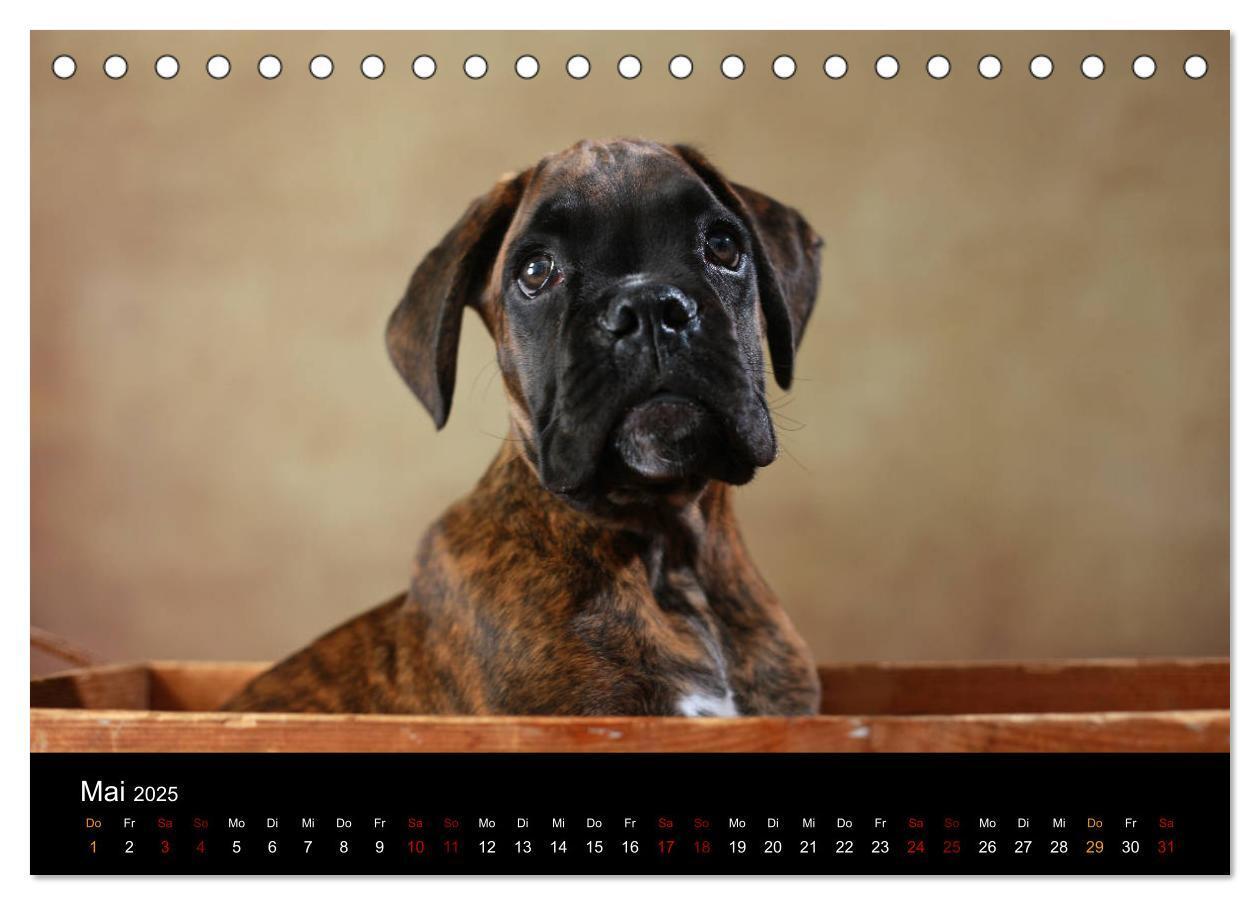 Bild: 9783435435494 | Liebenswerte Boxer (Tischkalender 2025 DIN A5 quer), CALVENDO...