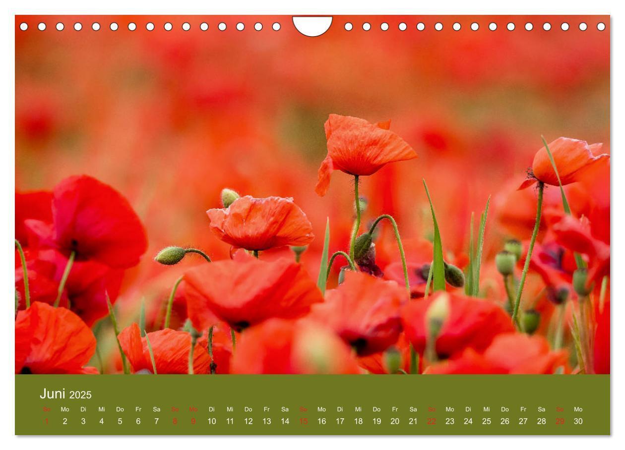 Bild: 9783435122967 | Mohnblumen Romantik (Wandkalender 2025 DIN A4 quer), CALVENDO...