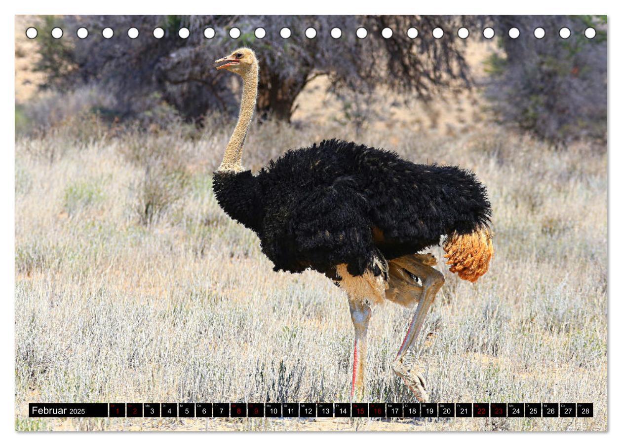 Bild: 9783383920851 | Auf Pirschfahrt im Kgalagadi Transfrontier Park (Tischkalender 2025...