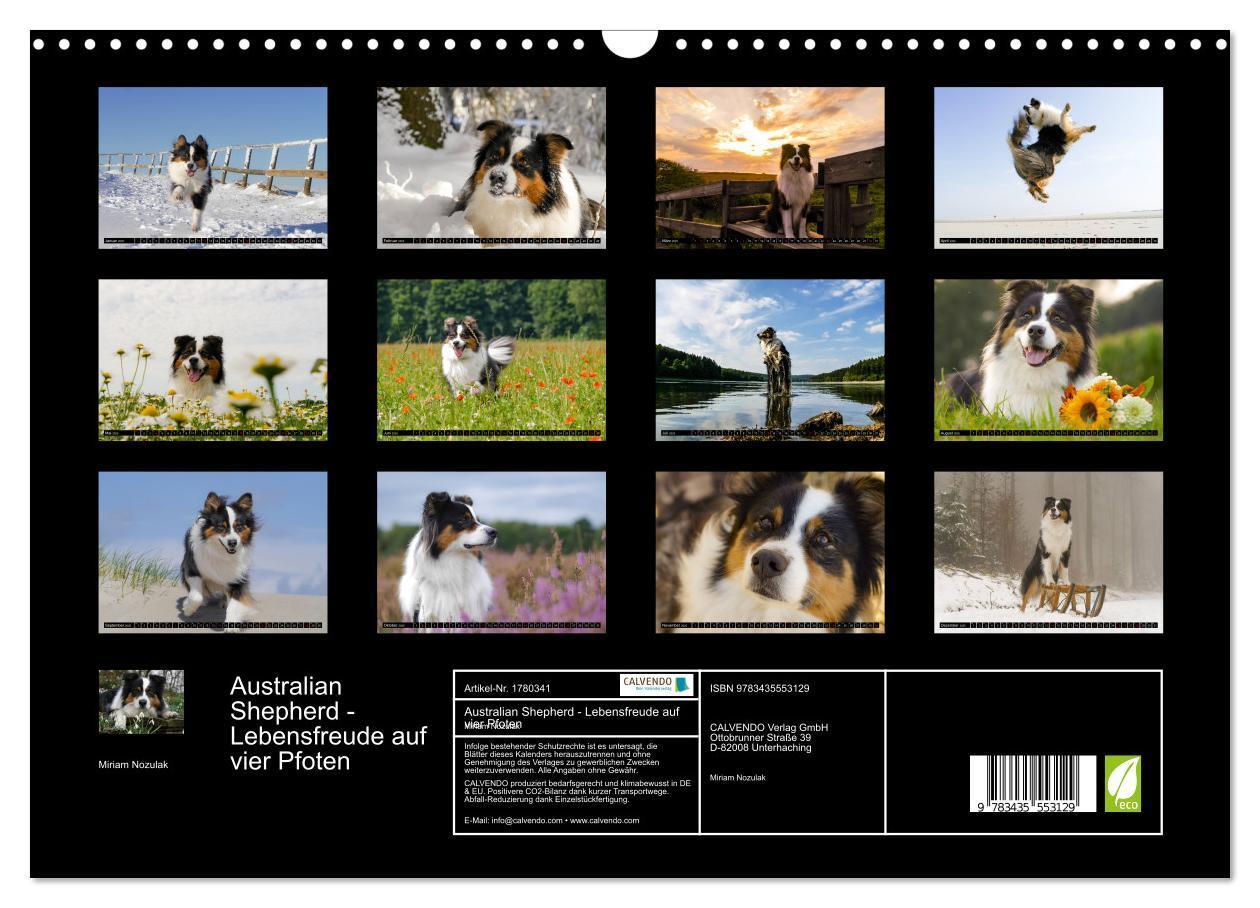 Bild: 9783435553129 | Australian Shepherd - Lebensfreude auf vier Pfoten (Wandkalender...