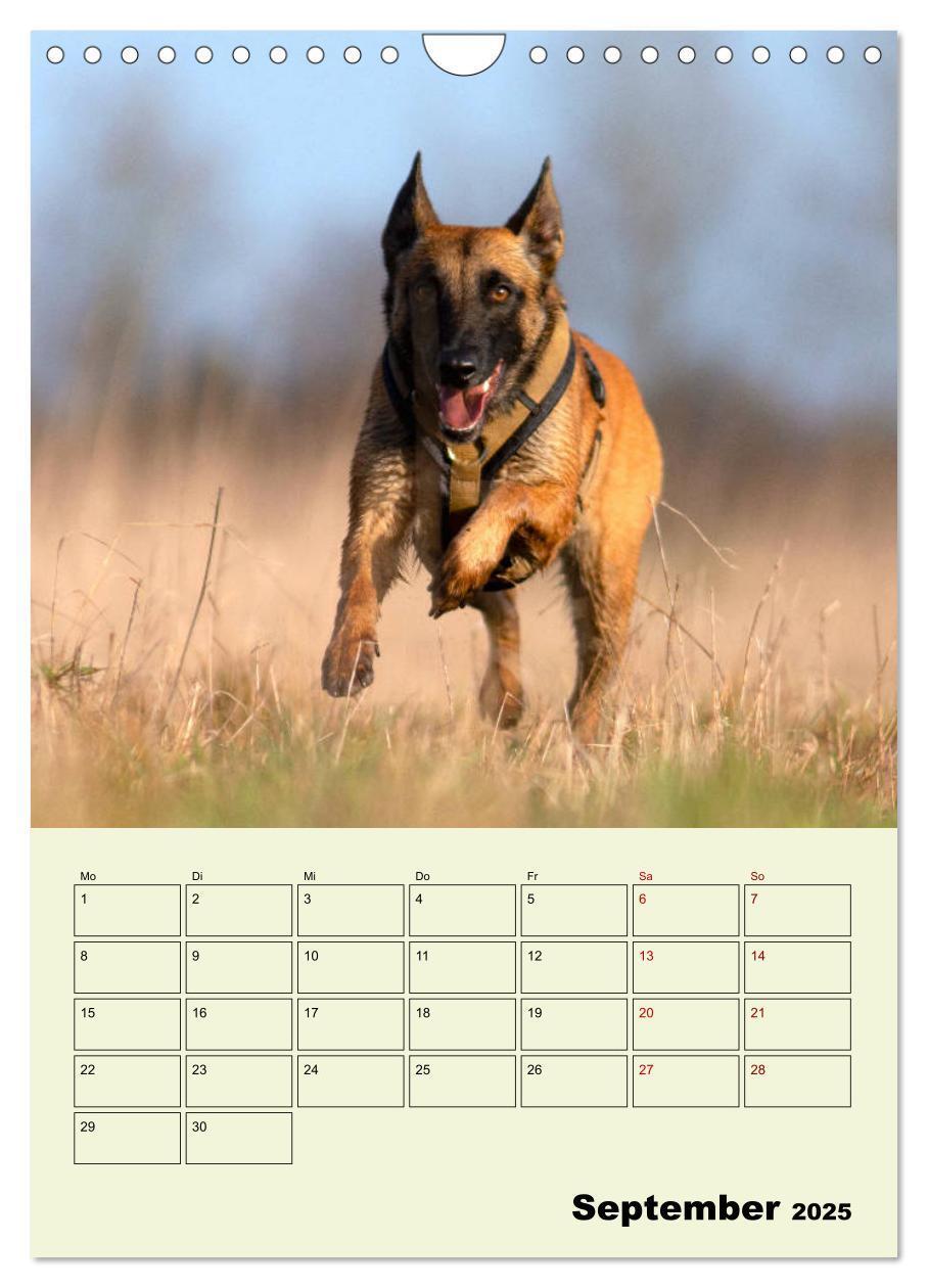 Bild: 9783435947447 | Malinois verlässliche Begleiter (Wandkalender 2025 DIN A4 hoch),...