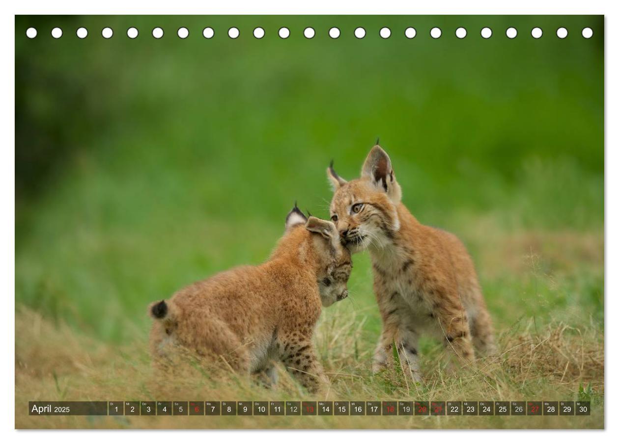 Bild: 9783435687510 | Der Luchs - Dem Pinselohr auf der Spur (Tischkalender 2025 DIN A5...