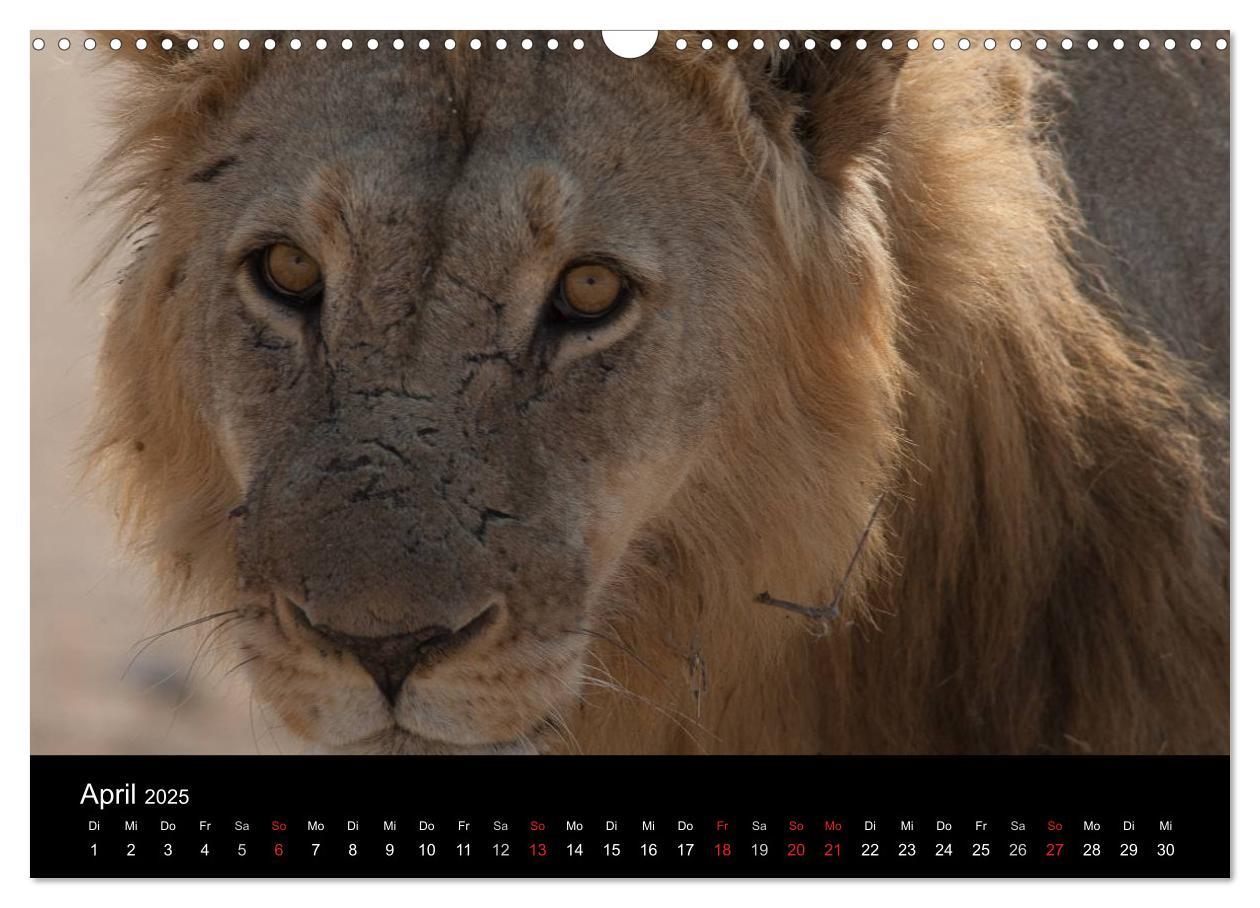 Bild: 9783435837793 | Wildlife Namibia (Wandkalender 2025 DIN A3 quer), CALVENDO...