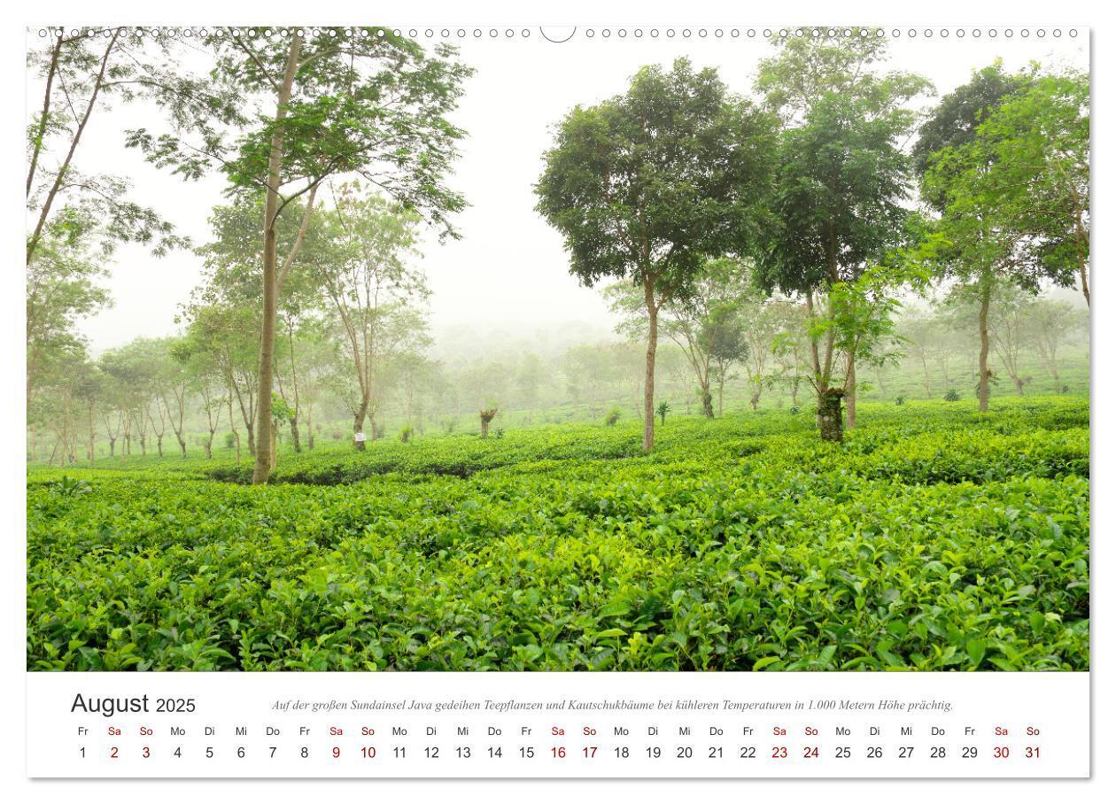 Bild: 9783435043163 | JAVA Natur pur (Wandkalender 2025 DIN A2 quer), CALVENDO...