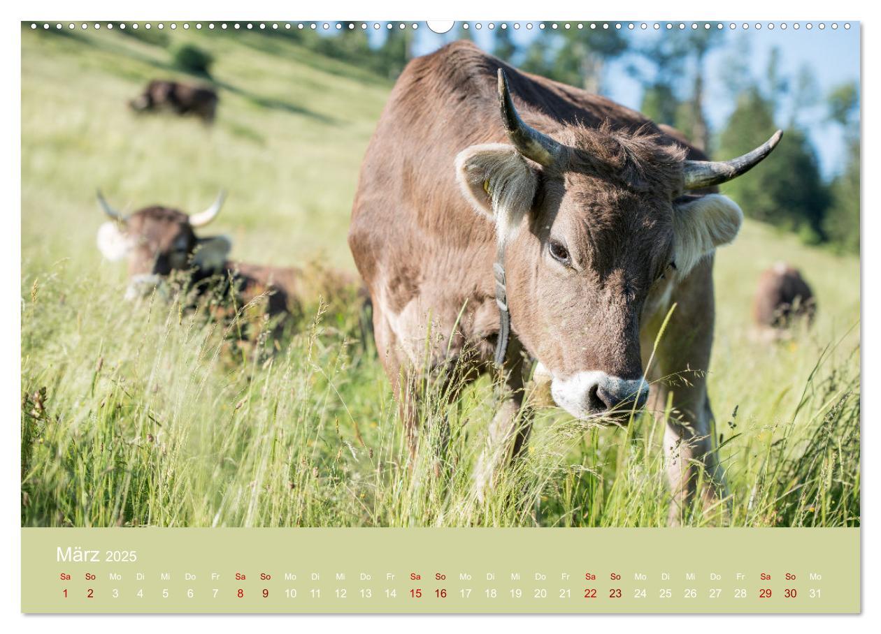 Bild: 9783383832048 | Allgäuer Rindvieh 2025 (hochwertiger Premium Wandkalender 2025 DIN...