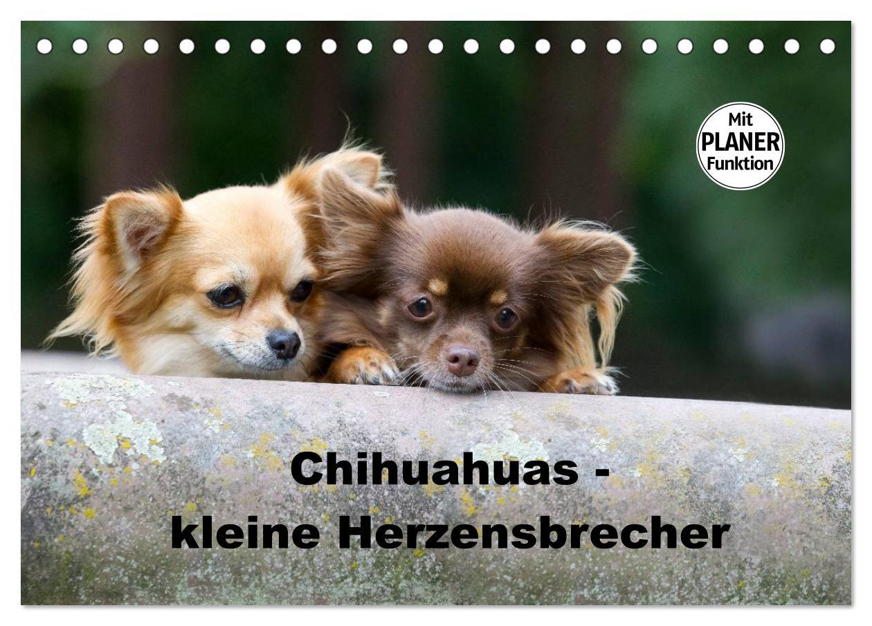 Cover: 9783435555789 | Chihuahuas - kleine Herzensbrecher (Tischkalender 2025 DIN A5...