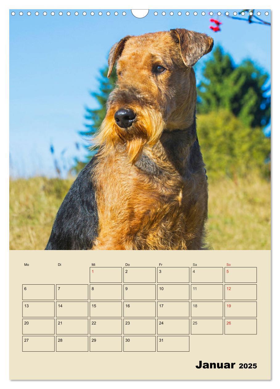 Bild: 9783435960361 | Airedale Terrier - Temperament auf 4 Pfoten (Wandkalender 2025 DIN...