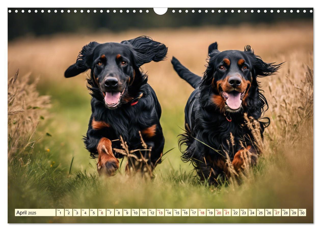 Bild: 9781325979608 | Gordon Setter - elegant powerhouse (Wall Calendar 2025 DIN A3...