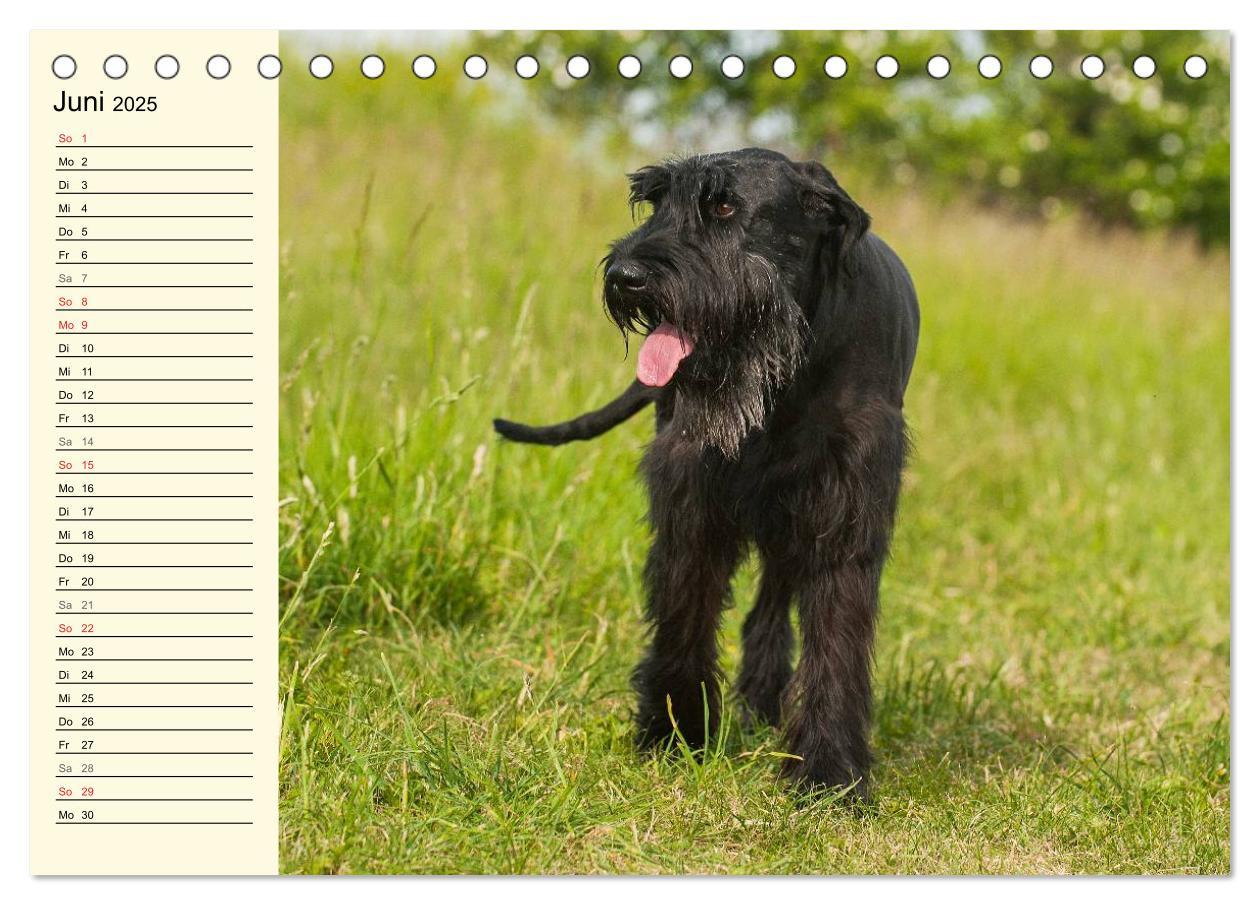 Bild: 9783435544110 | Treuer Freund Riesenschnauzer (Tischkalender 2025 DIN A5 quer),...