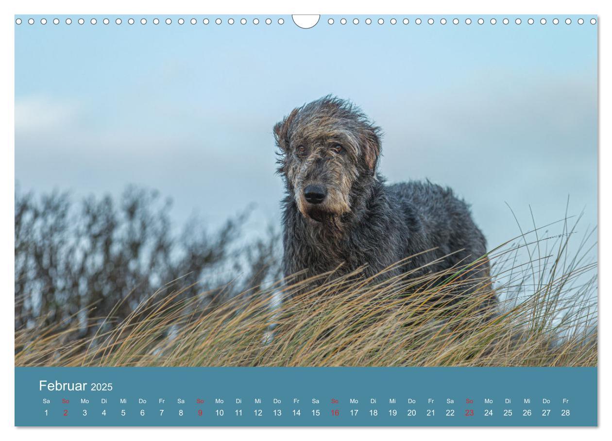 Bild: 9783435425181 | Irische Wolfshunde (Wandkalender 2025 DIN A3 quer), CALVENDO...