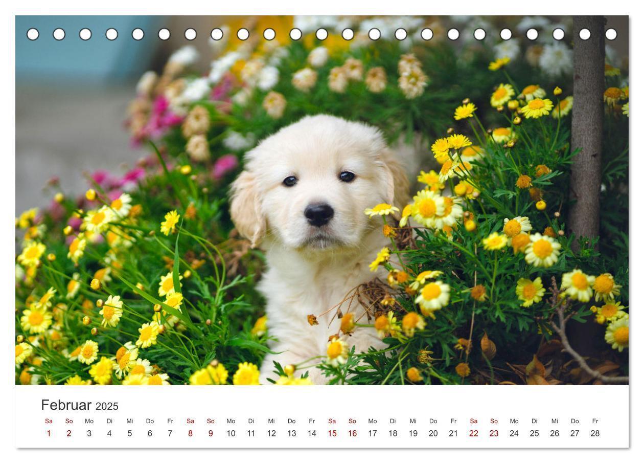 Bild: 9783383941504 | Golden Retriever - Die treuen Begleiter. (Tischkalender 2025 DIN A5...