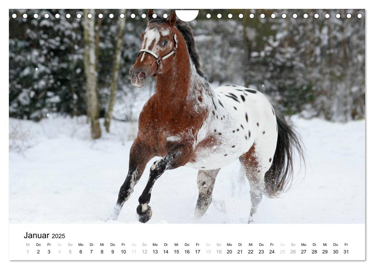 Bild: 9783435582815 | Pferde - Magdalena Strakova (Wandkalender 2025 DIN A4 quer),...