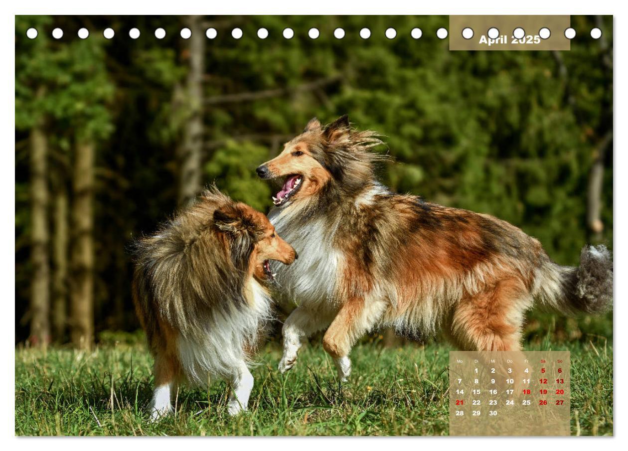 Bild: 9783435110179 | Typisch Collie (Tischkalender 2025 DIN A5 quer), CALVENDO...