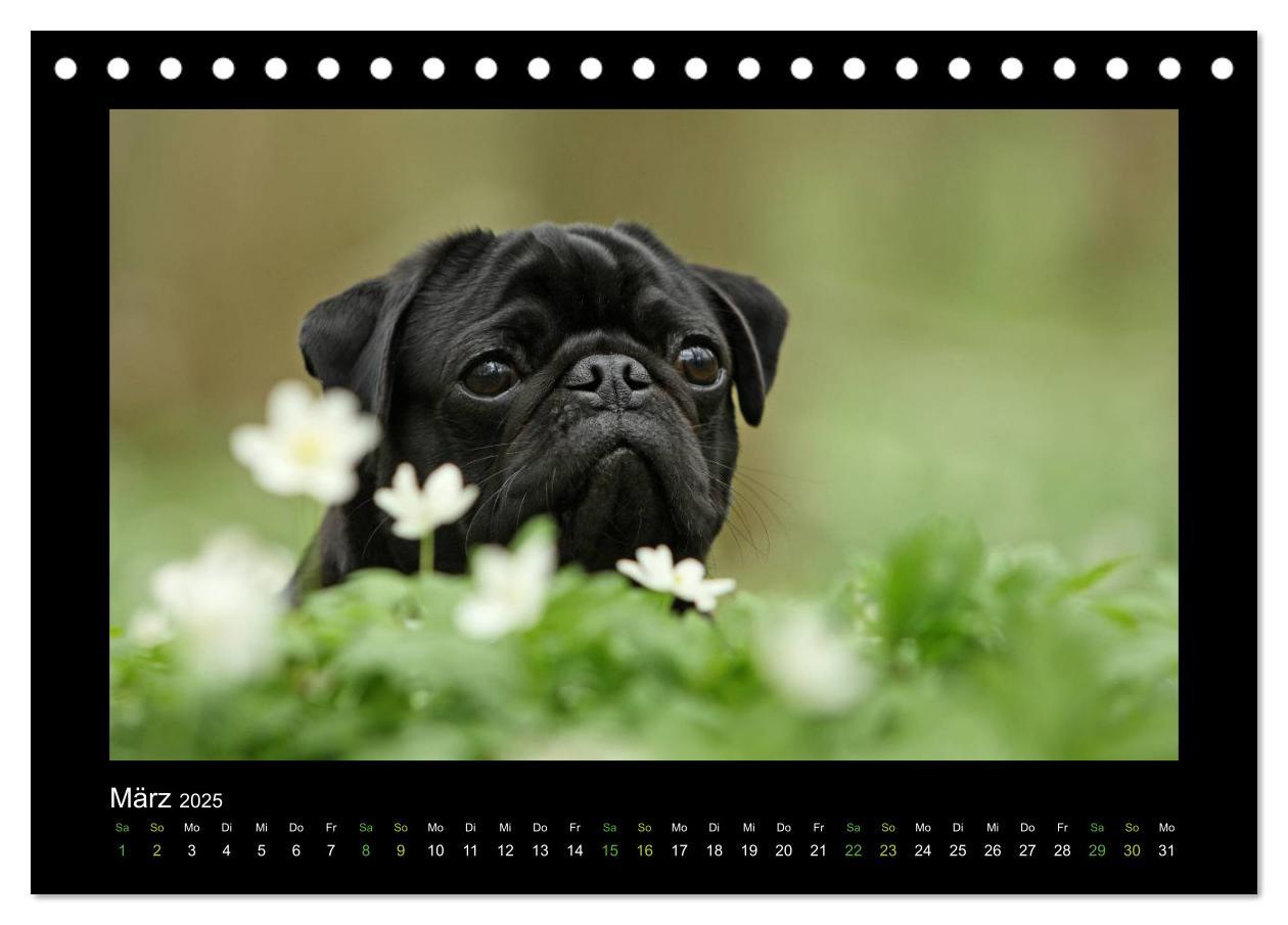 Bild: 9783435638420 | Der Feldfurchen-Mops (Tischkalender 2025 DIN A5 quer), CALVENDO...