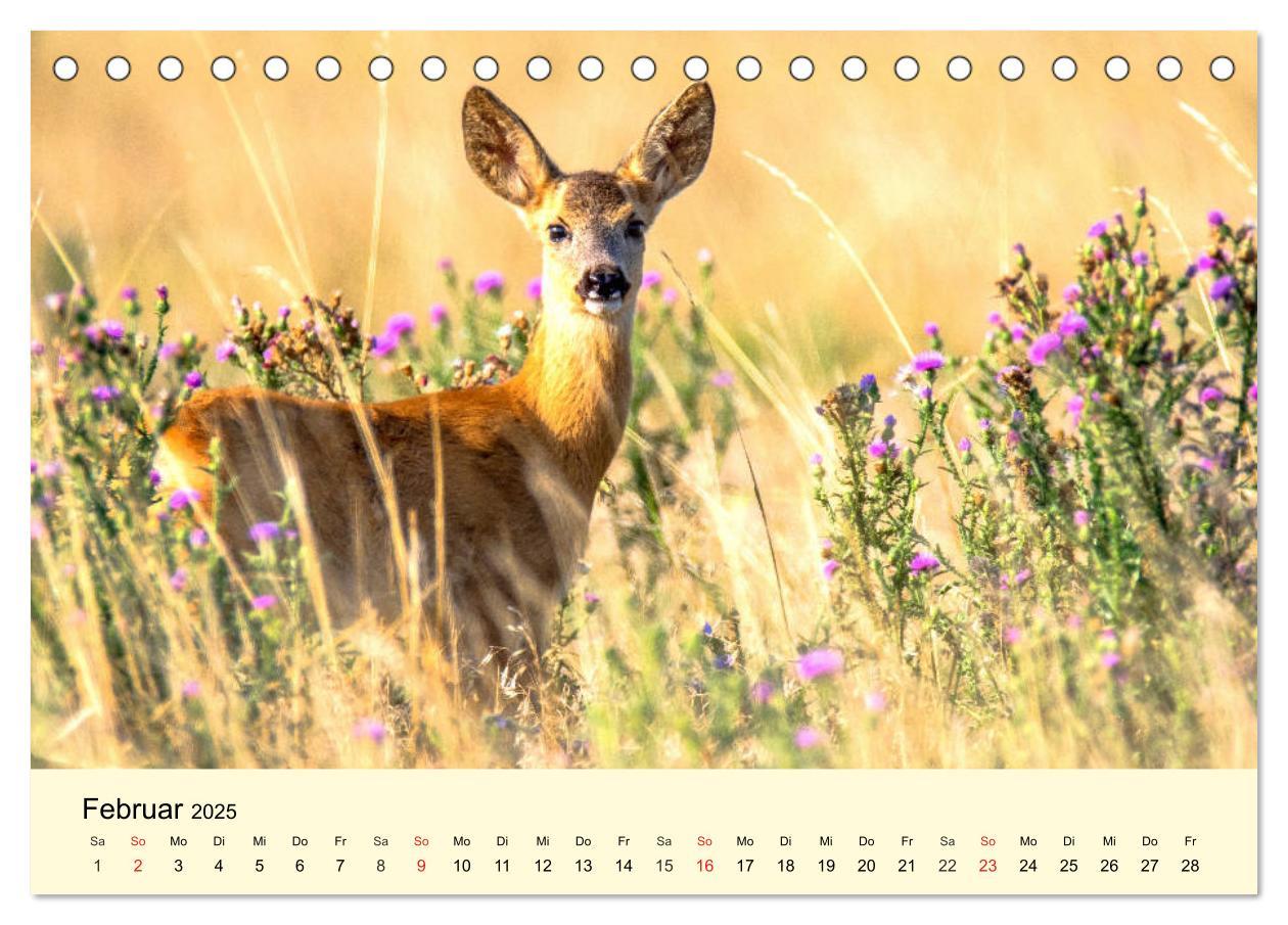 Bild: 9783435175086 | Scheue Wildtiere in heimischen Wäldern und Bergen (Tischkalender...