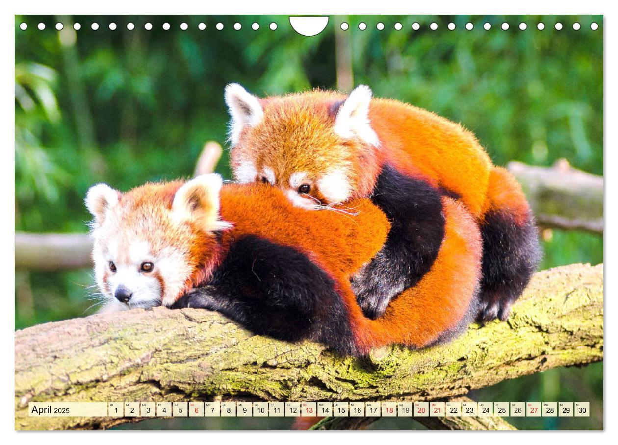 Bild: 9783435178766 | Roter Panda. Die superknuddeligen Katzenbären (Wandkalender 2025...