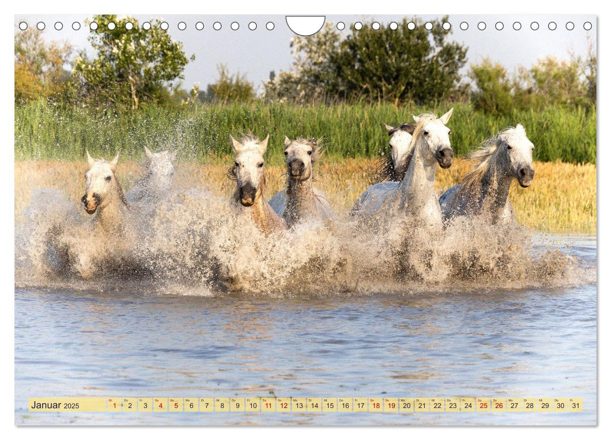 Bild: 9783383828287 | Die wilden Pferde der Camargue (Wandkalender 2025 DIN A4 quer),...