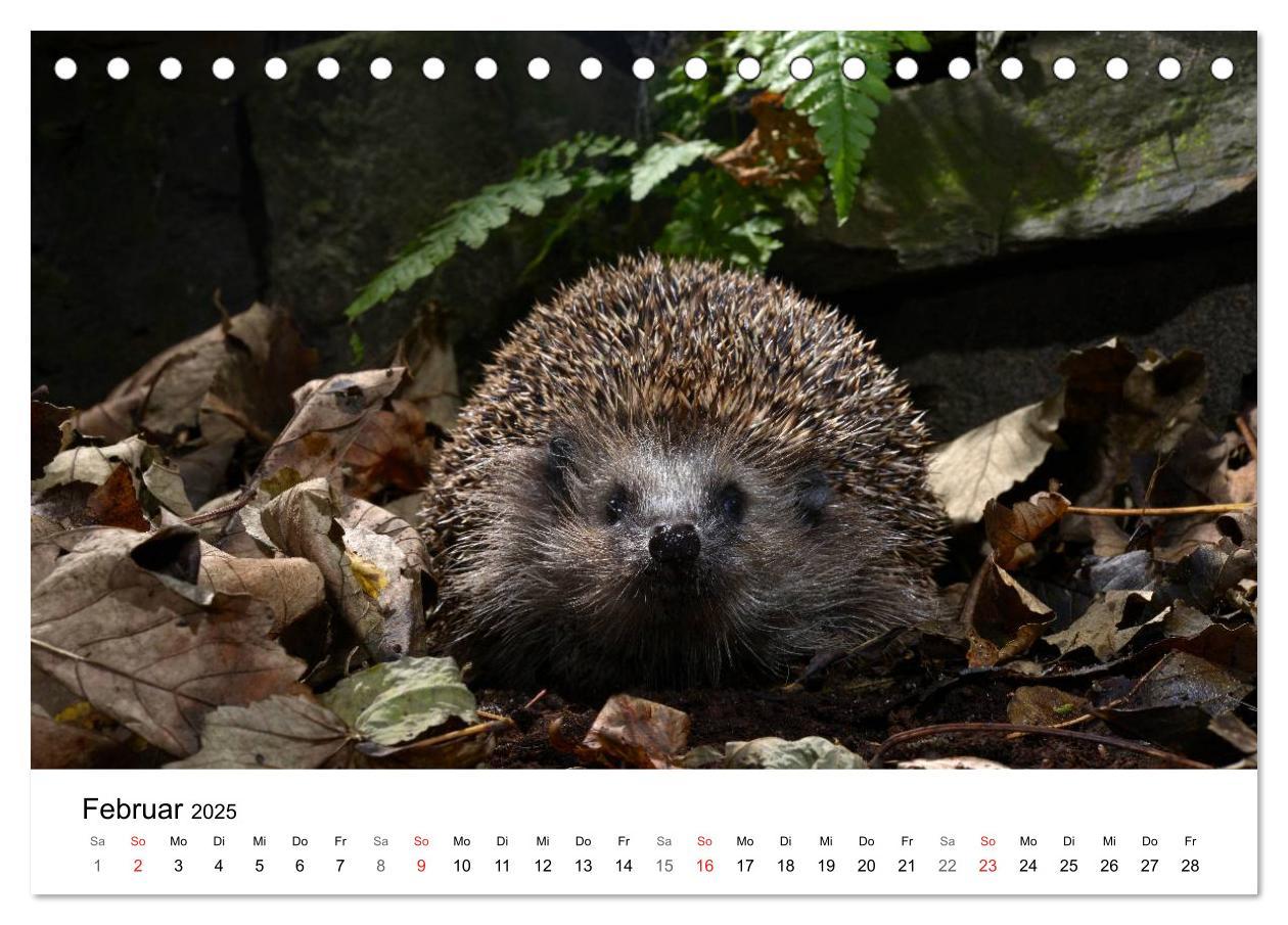 Bild: 9783435679072 | Heimische Tierwelt (Tischkalender 2025 DIN A5 quer), CALVENDO...