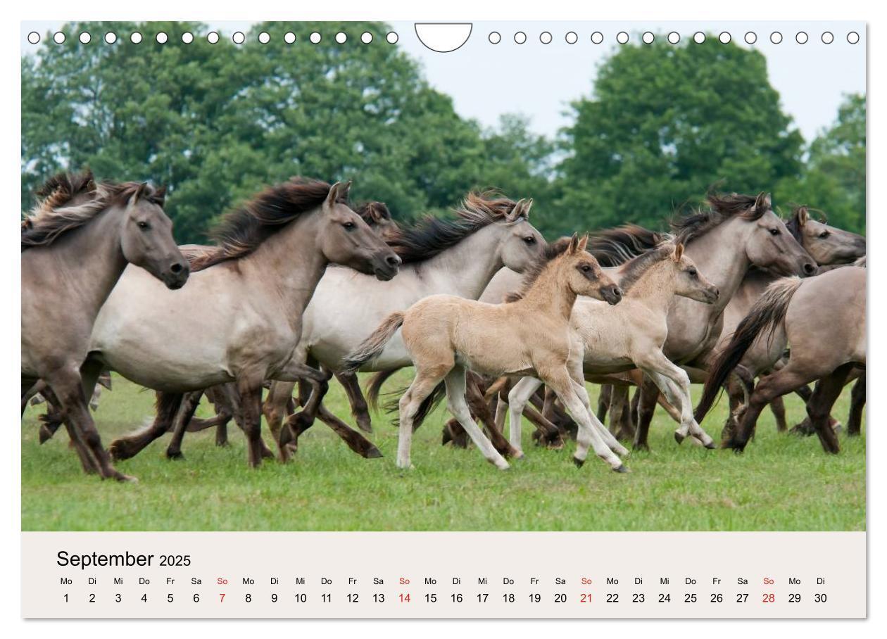 Bild: 9783435824762 | Dülmener Wildpferde (Wandkalender 2025 DIN A4 quer), CALVENDO...