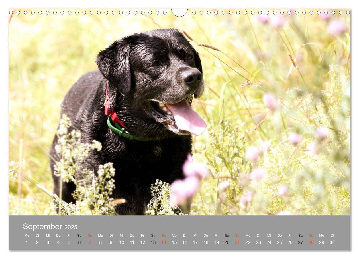 Bild: 9783435643622 | Graue Schnuten - Hunde in den besten Jahren (Wandkalender 2025 DIN...