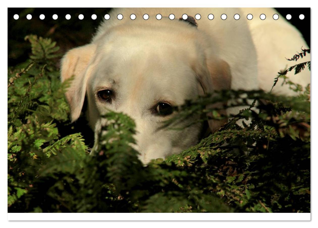 Bild: 9783435754830 | Labrador Retriever 2025 (Tischkalender 2025 DIN A5 quer), CALVENDO...