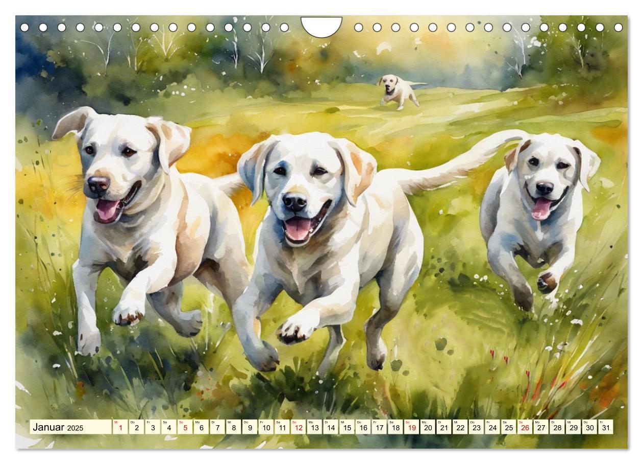 Bild: 9783383822575 | Voller Kraft und Energie - Labrador-Retriever (Wandkalender 2025...