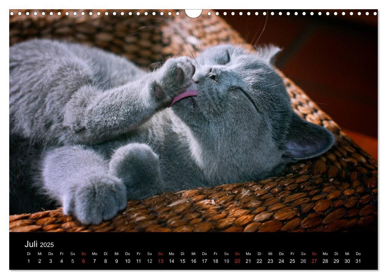 Bild: 9783435739226 | Bärige Schmusetiger - Britisch Kurzhaar / CH-Version (Wandkalender...