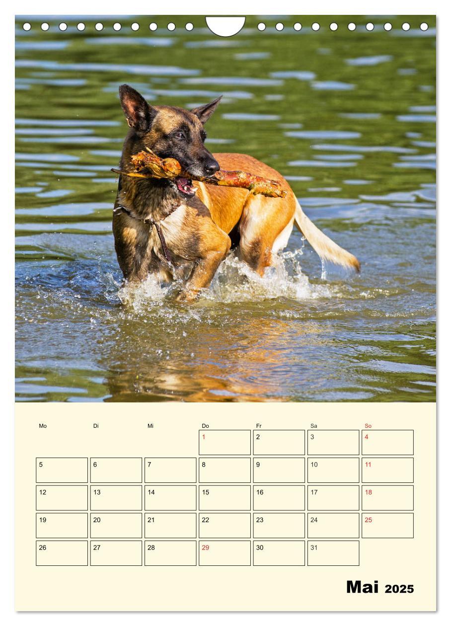 Bild: 9783435959143 | Familienplaner Tausendsassa Malinois (Wandkalender 2025 DIN A4...