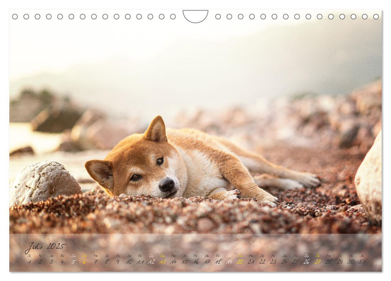 Bild: 9783435051779 | Shiba Inu - mutig, treu, selbstbewusst (Wandkalender 2025 DIN A4...