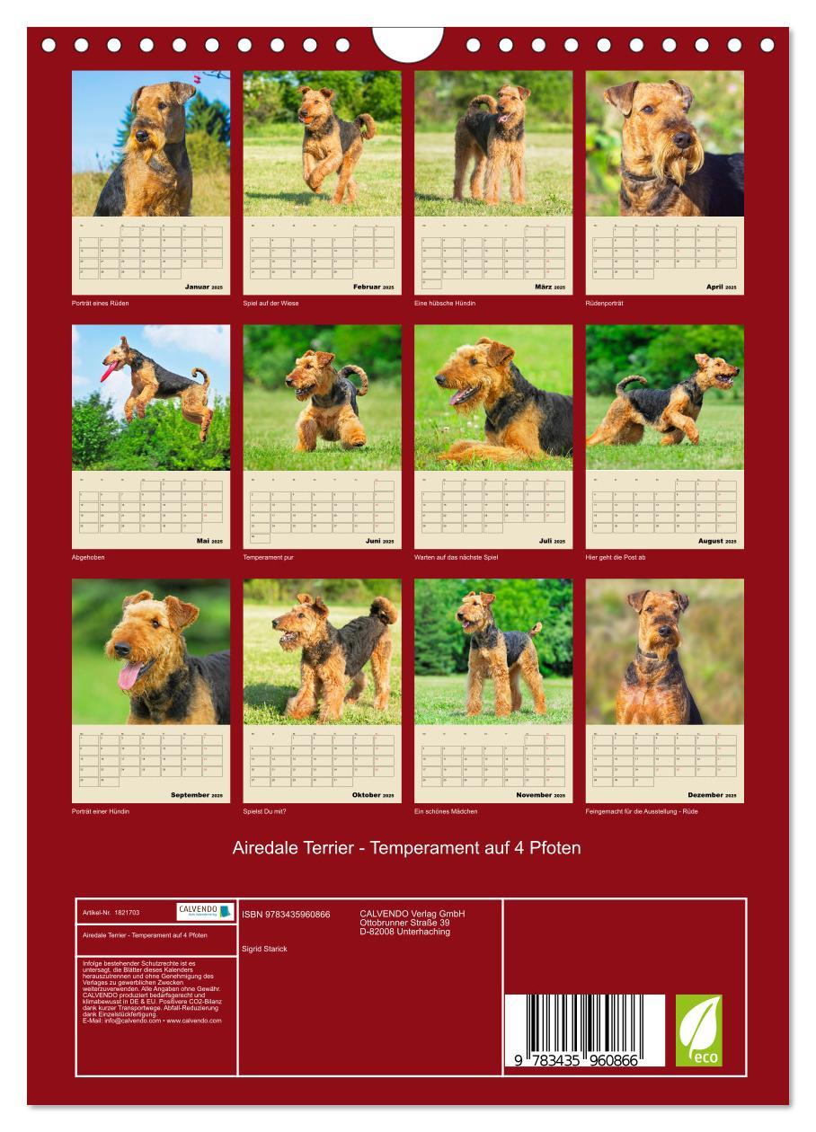 Bild: 9783435960866 | Airedale Terrier - Temperament auf 4 Pfoten (Wandkalender 2025 DIN...