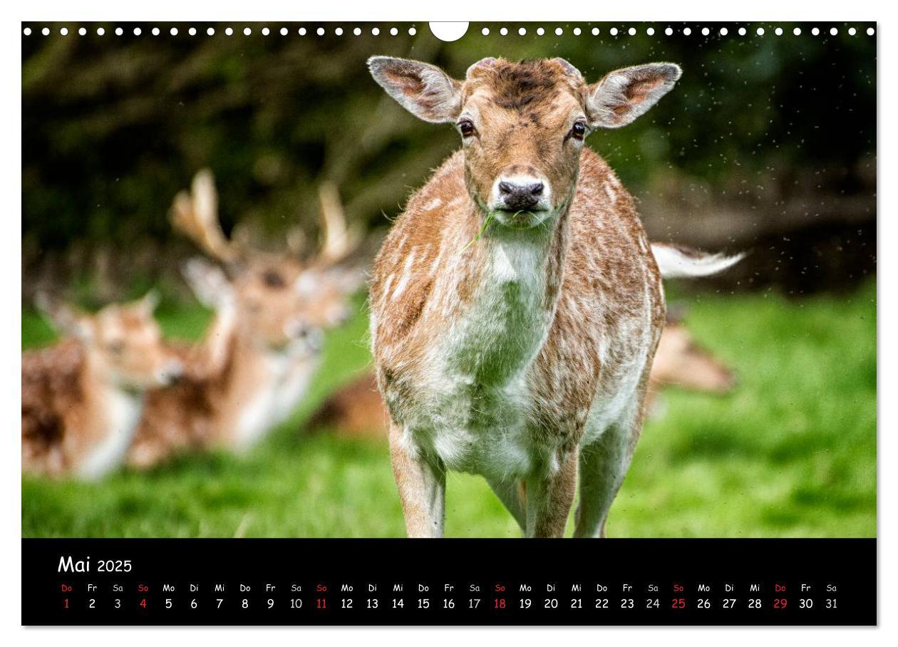 Bild: 9783435608928 | Rehe und Hirsche in freier Natur (Wandkalender 2025 DIN A3 quer),...