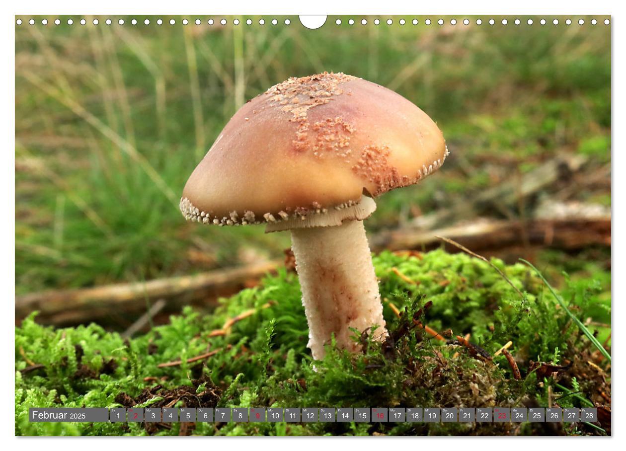 Bild: 9783435078646 | PILZE IM WALD (Wandkalender 2025 DIN A3 quer), CALVENDO Monatskalender