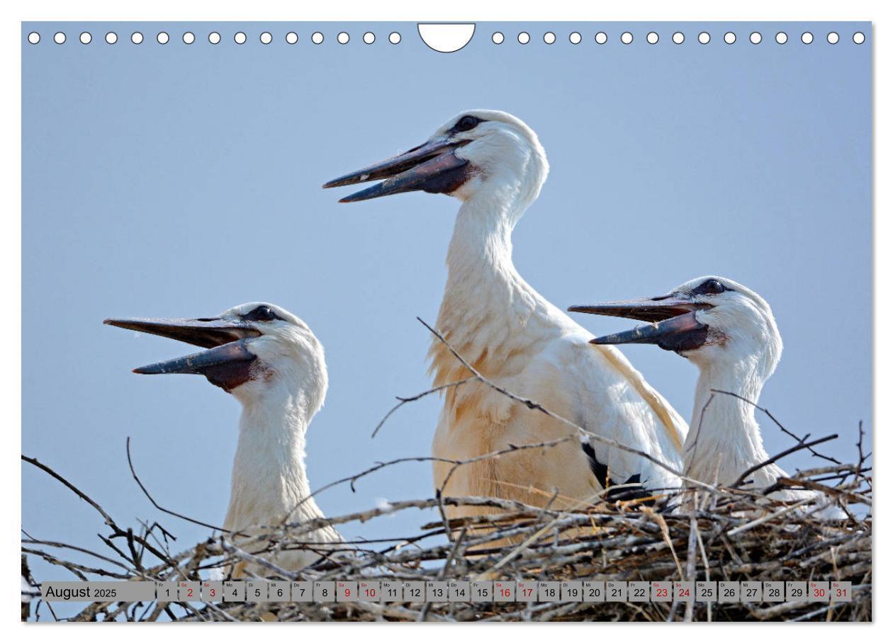 Bild: 9783435145720 | Zu Gast bei Familie Storch (Wandkalender 2025 DIN A4 quer),...