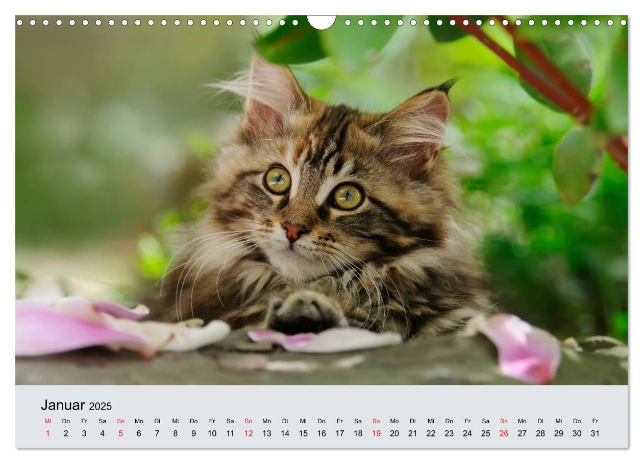 Bild: 9783435823284 | Katzen im Garten (Wandkalender 2025 DIN A3 quer), CALVENDO...