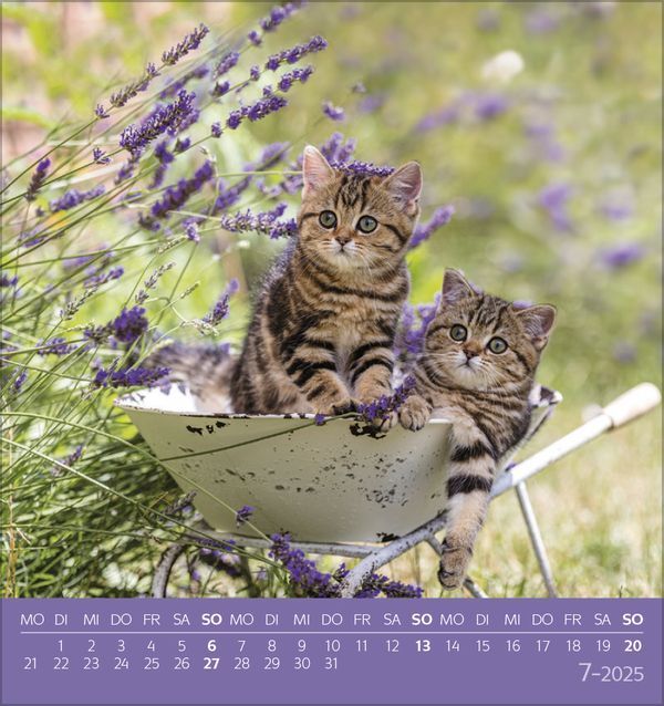 Bild: 9783731876724 | Schmusekatzen 2025 | aufstellbarer Postkartenkalender | Korsch Verlag