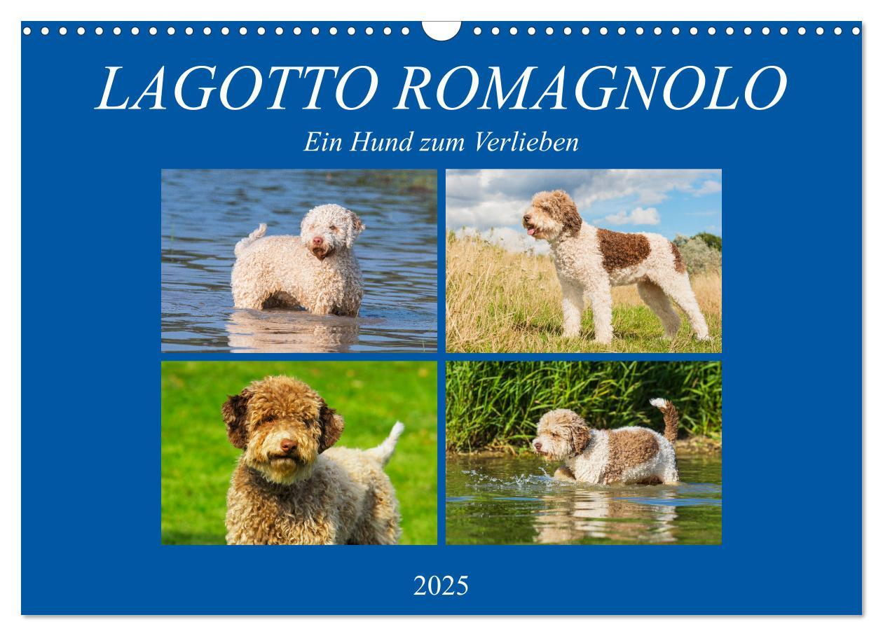 Cover: 9783435312399 | Lagotto Romagnolo - Ein Hund zum Verlieben (Wandkalender 2025 DIN...