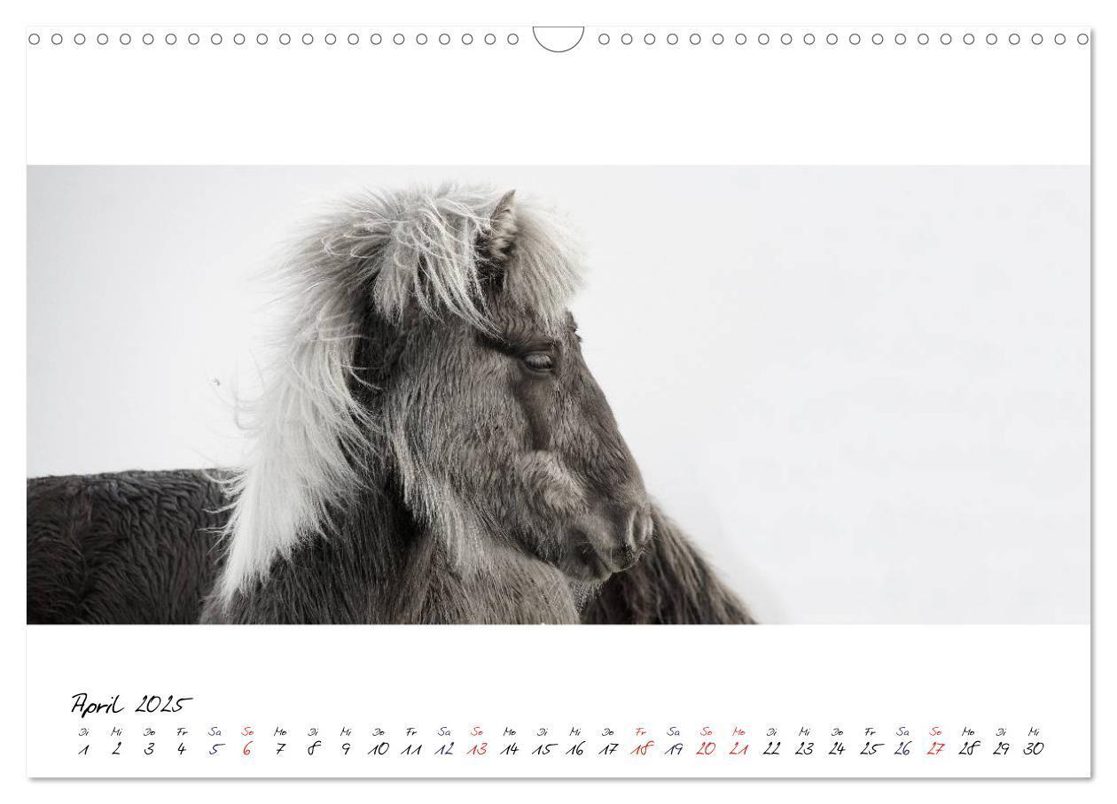 Bild: 9783435762798 | Islandpferde von Brimilsvellir (Wandkalender 2025 DIN A3 quer),...