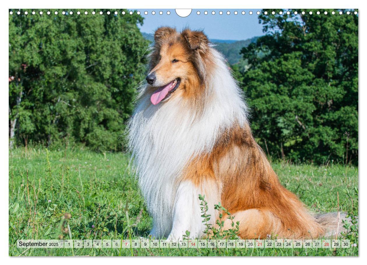 Bild: 9783435312146 | Collie - Das Glück hat 4 Pfoten (Wandkalender 2025 DIN A3 quer),...