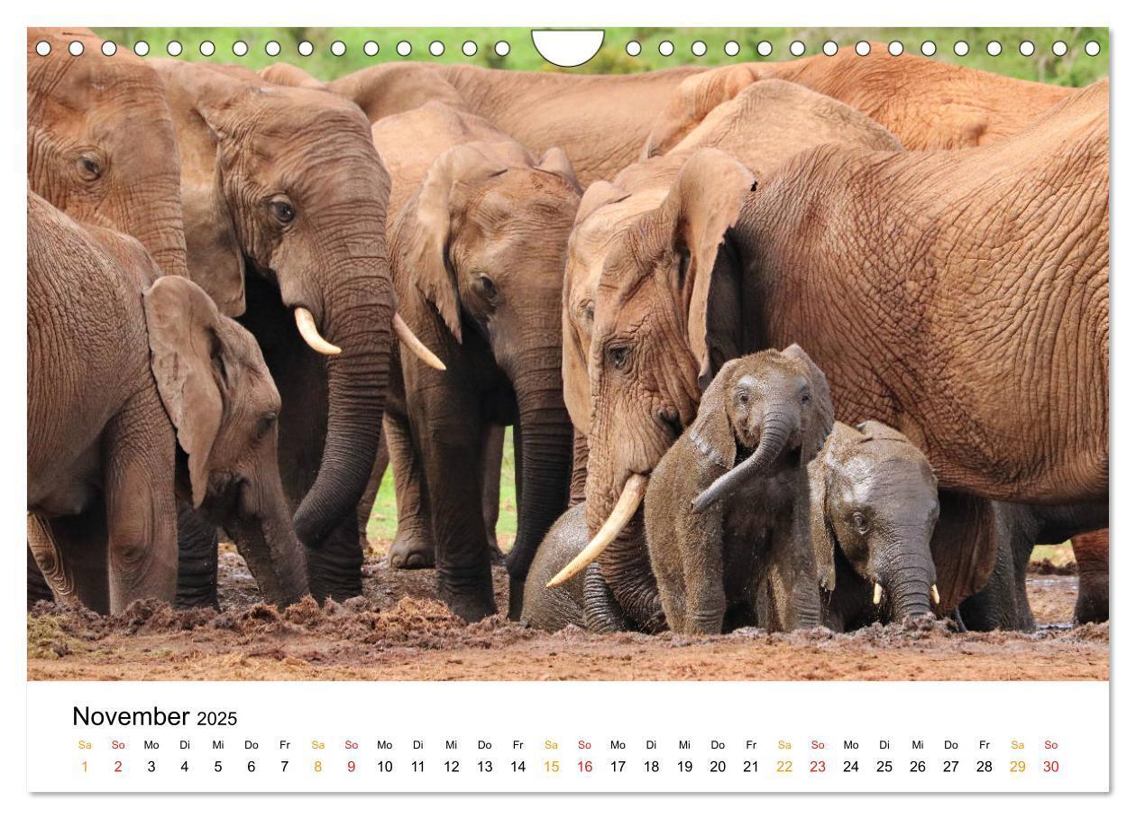 Bild: 9783435229093 | ADDO ELEPHANT NATIONAL PARK Elefanten Babies (Wandkalender 2025 DIN...