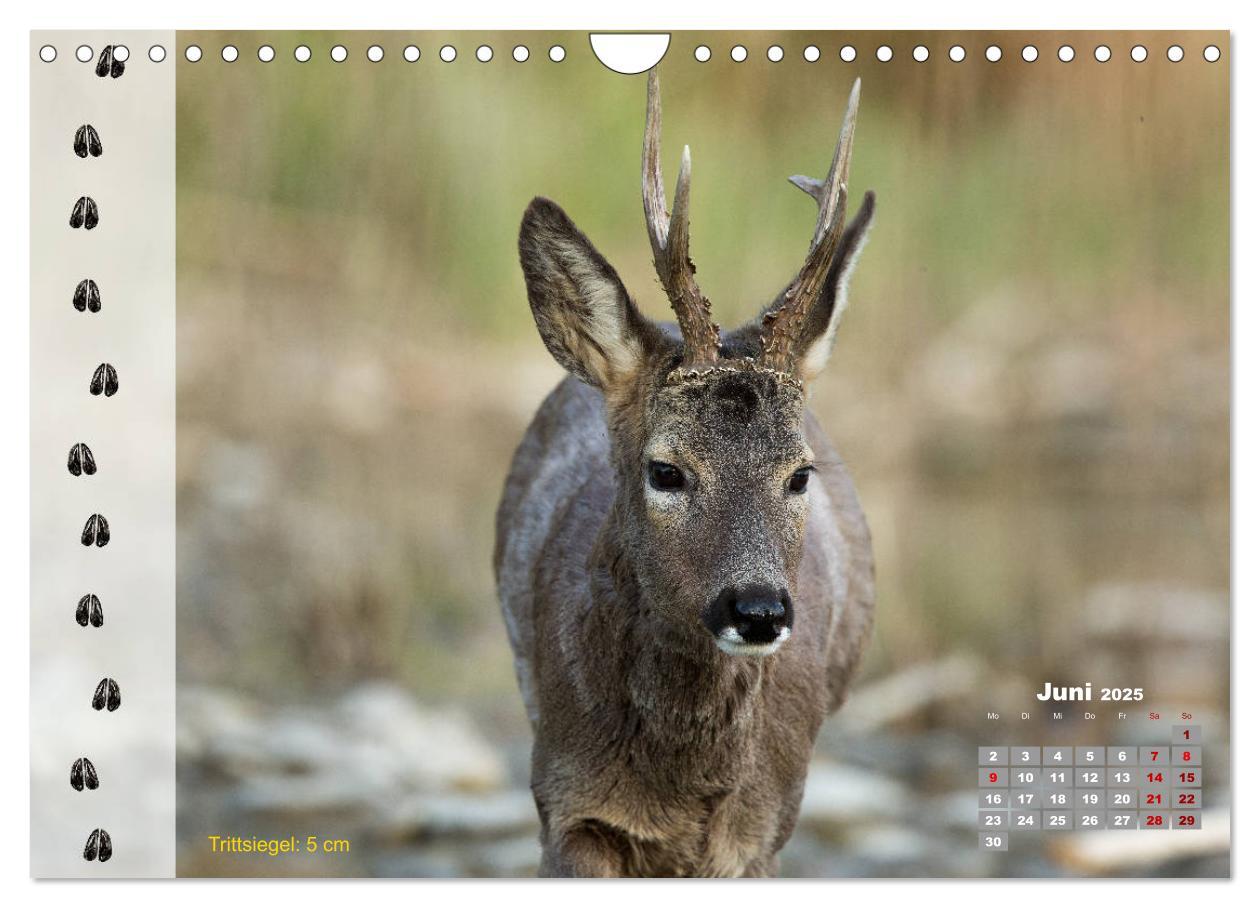 Bild: 9783435384198 | Tierspuren in der Natur (Wandkalender 2025 DIN A4 quer), CALVENDO...