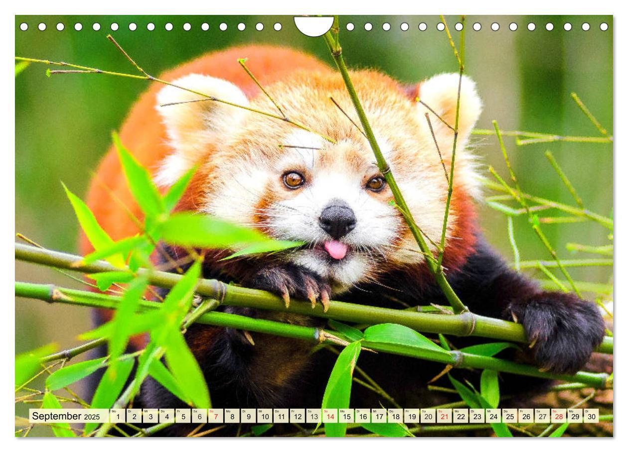 Bild: 9783435178766 | Roter Panda. Die superknuddeligen Katzenbären (Wandkalender 2025...