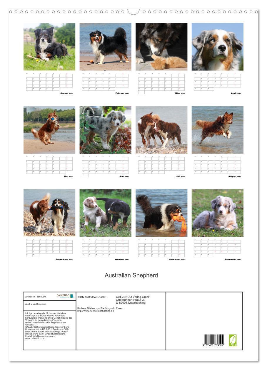 Bild: 9783457079805 | Australian Shepherd (Wandkalender 2025 DIN A2 hoch), CALVENDO...